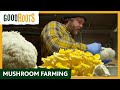 Good Roots Mushroom Farming