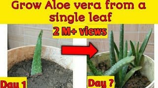 HOW TO | GROW ALOE VERA FROM A SINGLE LEAF | Growing Aloe Vera at home ||