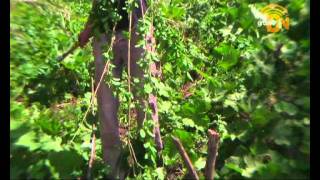 Groove ON - octagonal stage - Rebirth:Water Festival 2011