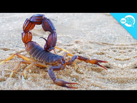 Can Smoking A Scorpion Get You High?