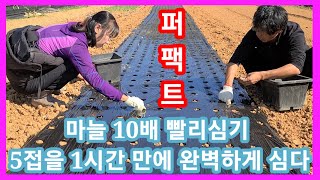 마늘 10배빨리 심다 5접을 1시간에 완벽하게~소형관리기로 흙덮기,마늘심는시기,방법,마늘밭 만들기 밑거름 심…