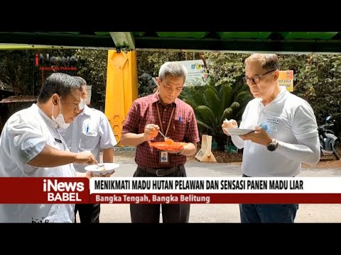 MENIKMATI MADU HUTAN PELAWAN DAN SENSASI PANEN MADU LIAR