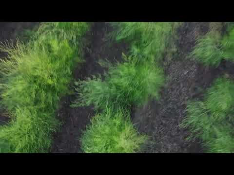 Happy Birthday, Lilia