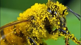 Polenul, inca un panaceu la indemana?