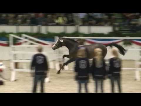 ♥ Cantor- jumping horse  by Cassini II