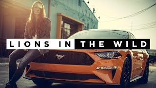 Martin Garrix &amp; Third Party - Lions In The Wild (The Antisocials Remix)
