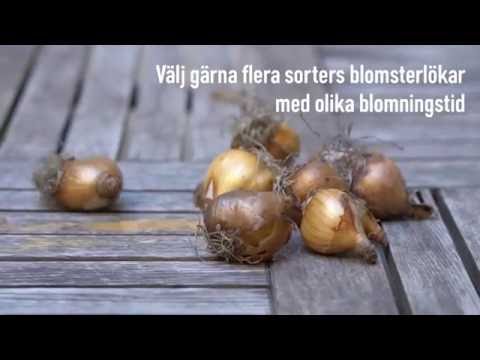 Dags att plantera vårblommande lökar!