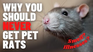 13 Reasons Why you SHOULD NEVER get Pet Rats