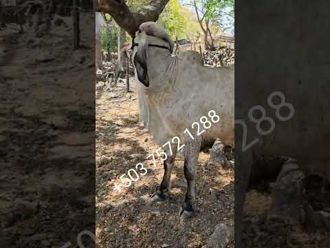 Bonito toro disponible en Bolívar, La Unión, El Salvador