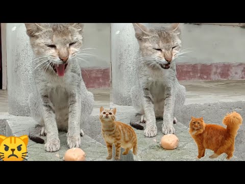 Can cats eat sweets? Normal speed and slow motion effect