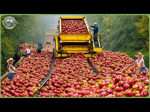 How Billions of Dragon Fruits Are Harvested & Processed - Amazing Dragon Fruit Farming