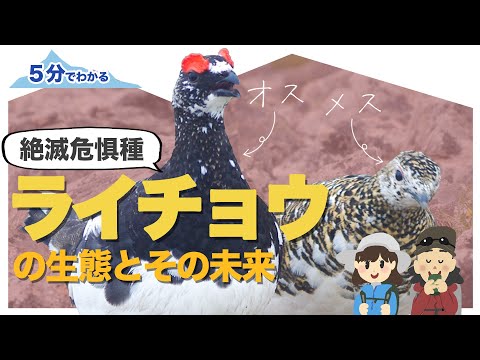 エリマキライチョウ
