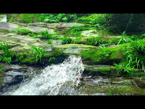 Stream Flowing Over Rocks, Birds Singing Behind Trees, Soul Healing Scenery, Relaxing Nature Sounds