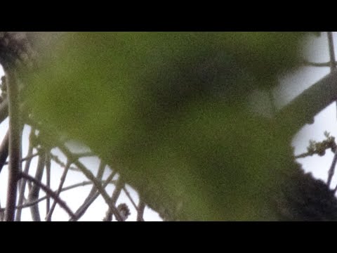 BARBI - wait for me (prod. kuga)