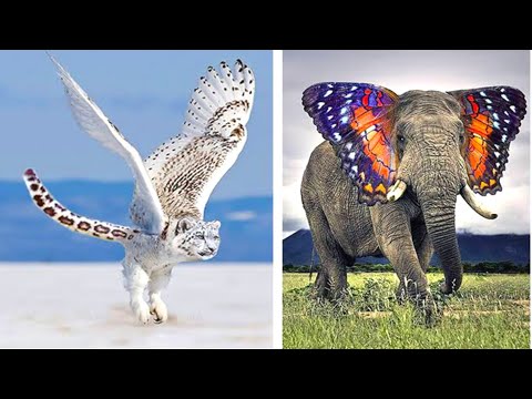 10 Hybrid Animals That Are Hard To Believe Actually Exist