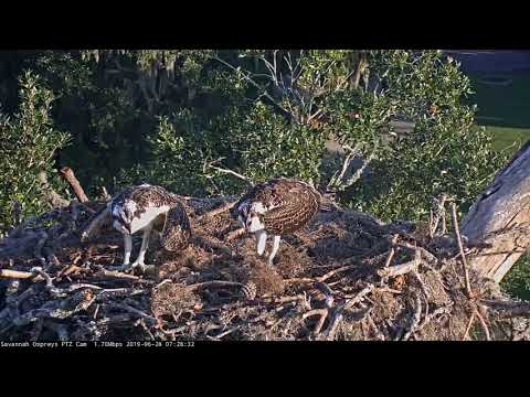 Vocal Siblings Visit Savannah Osprey Nest – June 26, 2016