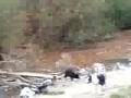 Beaver 2