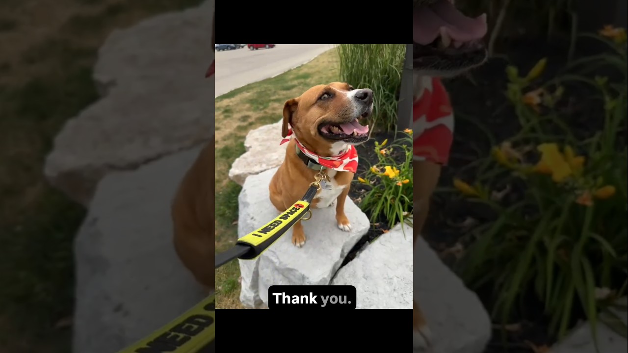 Felice, a ADOPTABLE mixed breed in Barrie, ON video 6/6
