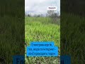 Видео превью