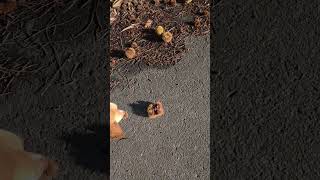 北海道　余市　朝　犬との暮らし 9/25