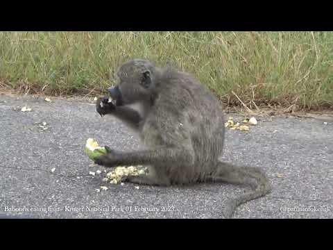 Kruger National Park 01 February 2023 - Baboons eating fruit