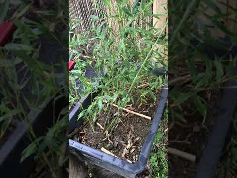 Bissetii Bambus-Wurzeln Rhizom oberirdisch Wachstum