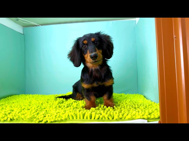 (子犬) 犬種：ダックスフンド・ミニチュア・ロング 女の子 ブリーダー マロニエケンネル　MARRONNIER KENNEL k3779の画像