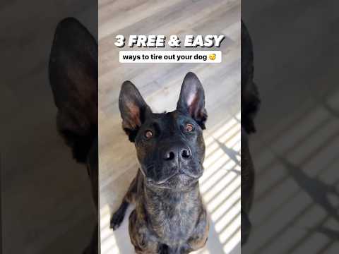 Free & Easy Dog Enrichment Ideas #dogtraining #doglovers #happydog #puppytraining