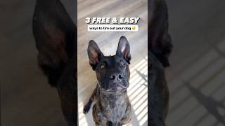 Download lagu Free & Easy Dog Enrichment Ideas #dogtraining #doglovers #happydog #puppytraining mp3 Download lagu Free & Easy Dog Enrichment Ideas #dogtraining #doglovers #happydog #puppytraining mp3