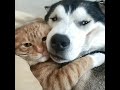 Dogs Are The Cutest Animals