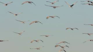 Video: Sandhill Crane Migration
