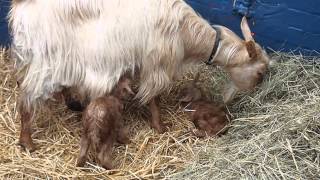 preview picture of video 'New goats at Heely City Farm'