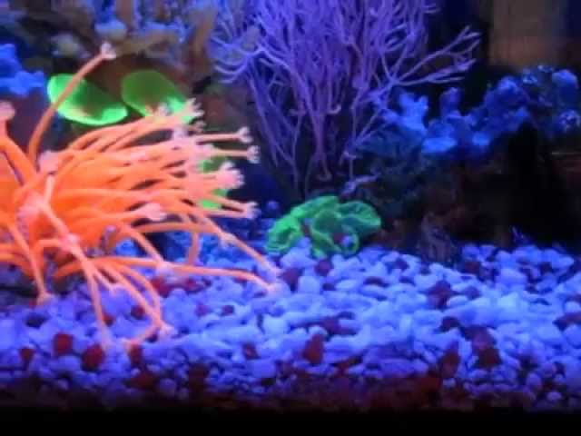 Beautiful Artificial Coral Reef 5 Gallon Betta Fish Tank
