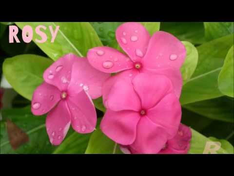 SNR's Birthday Video