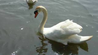 preview picture of video 'DVH-596 1080 test swans in swansea'