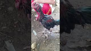 Download lagu udah setengah jam ayam jago di potong ga mati mati 😱 mp3 Download lagu udah setengah jam ayam jago di potong ga mati mati 😱 mp3