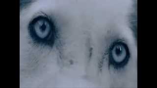 King Diamond - Goodbye