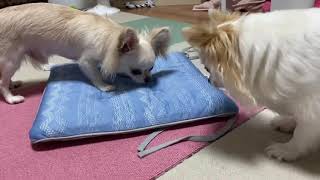 チワワのレオくんとルウくん１５～なかよくおやつ～