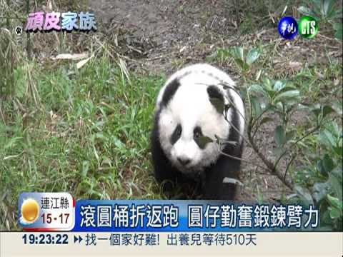 圓仔健身精疲力盡 1分鐘就睡著