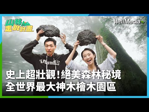 史上超壯觀!全世界最大神木檜木森林秘境在這!一探明池與千年檜木絕美風景 #明池 #棲蘭神木【山林走跳計畫】EP3