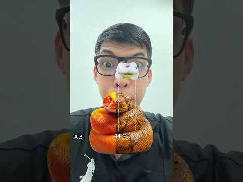 ทำความสะอาดงูสีส้ม 🐍 #shorts