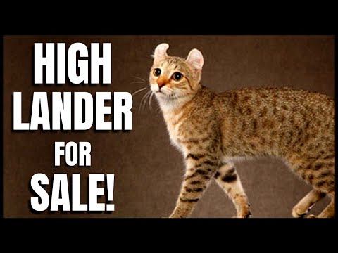 Highlander Lynx for Sale!
