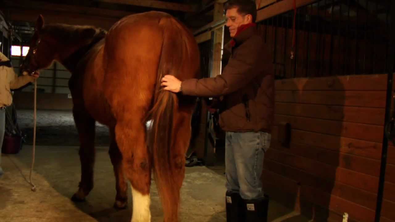 How to groom a horse