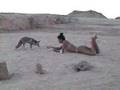 Natasha Shaman feeds a WILD FOX in Egypt! Join ...