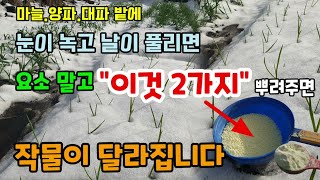 마늘.양파.대파밭에 눈이녹고날이풀리면 요소말고 "이것2가지" 주면 작물이 달라집니다 마늘양파영양제 칼슘제