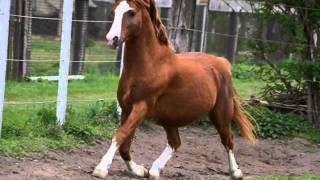 Zwaluwenburg's Benjamin (Welsh B - Stallion)