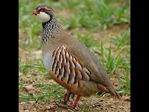 هاسقسو الحجلة شاب السنوسي