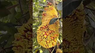 Download lagu Unique jackfruit, the fruit almost comes out of the skin #jackfruit #viralvideo #shortsvideo mp3 Download lagu Unique jackfruit, the fruit almost comes out of the skin #jackfruit #viralvideo #shortsvideo mp3
