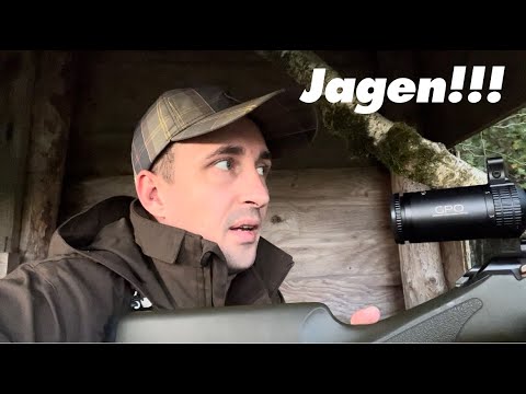 Wenn das Rehwild austritt - Ein Tag im Revier!