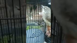 Download lagu burung ciblek gunung vs ciblek sawah mp3